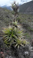 Tillandsia secunda