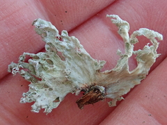 Ramalina canariensis