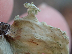 Ramalina canariensis