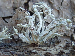 Niebla cephalota