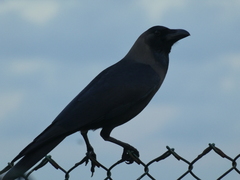 Corvus splendens maledivicus