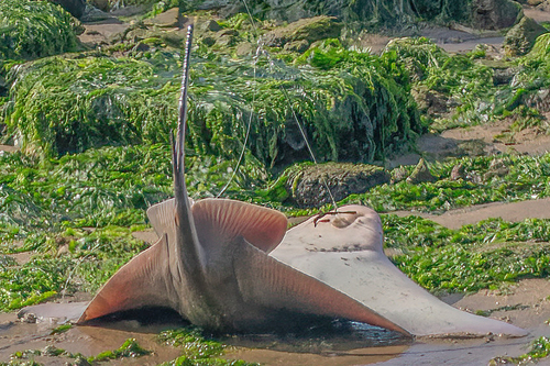 Bat eagle ray (Myliobatis californica) — Myliobatidae — 2
