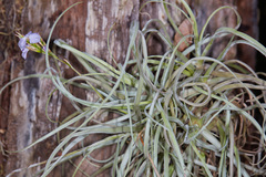 Tillandsia streptocarpa