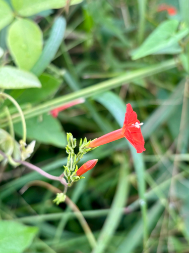 Ipomoea cholulensis, photograph 5