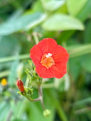 Ipomoea cholulensis, photograph (c) Alejandra Denisse Hernández, some rights reserved (CC BY)