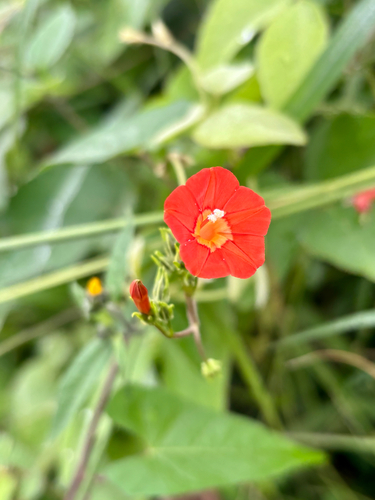 Ipomoea cholulensis, photograph 6