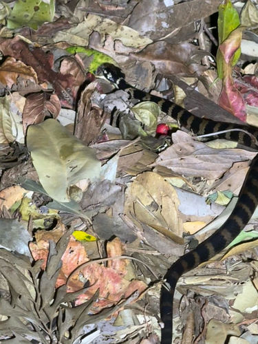 Stephens' Banded Snake sighting