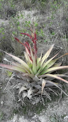 Tillandsia secunda