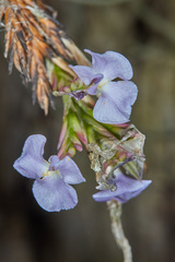 Tillandsia streptocarpa