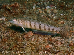 Parapercis lineopunctata