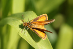 Ancyloxypha nitedula