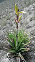 Tillandsia lajensis