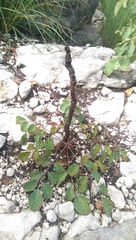 Pseudosmodingium perniciosum