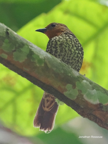 iNaturalist image