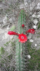 Borzicactus sepium
