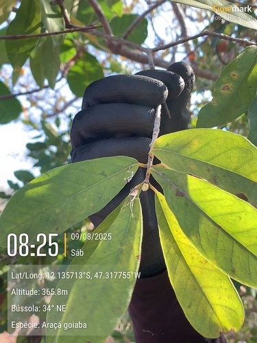 Psidium longipetiolatum