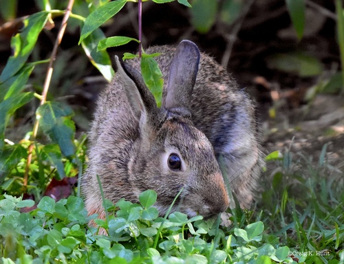 Eastern Cottontail photographed in Vermont