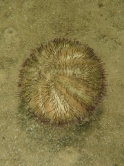 Temnopleurus alexandri