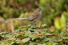 Asthenes griseomurina