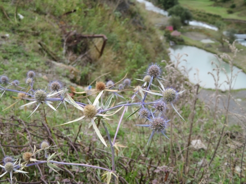Eryngium caeruleum, photograph 4