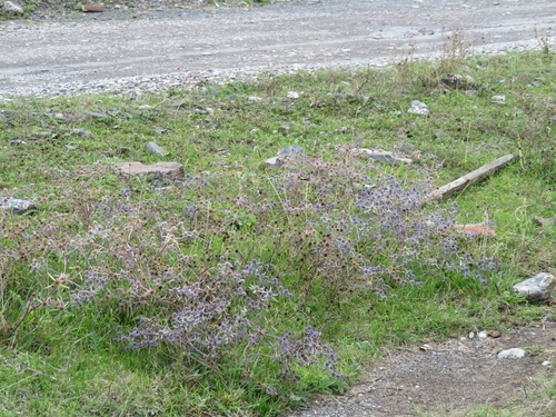 Eryngium caeruleum, photograph 5