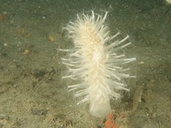Veretillidae