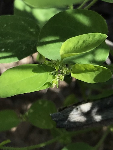 Andrachne microphylla (Andrachne microphylla)