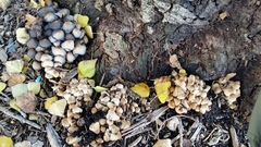 Coprinellus micaceus