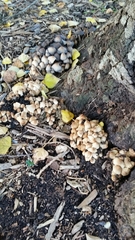 Coprinellus micaceus