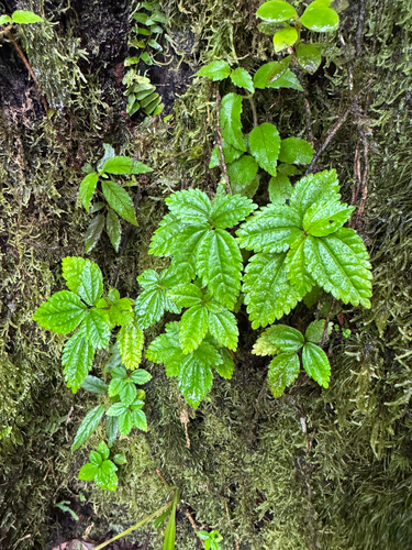 West Indian Clearweed (Pilea inaequalis)