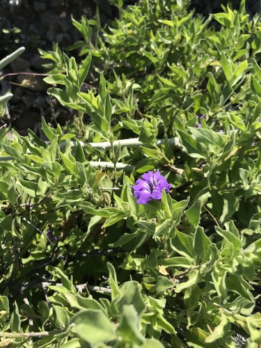Ruellia californica