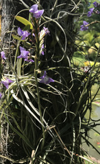Tillandsia streptocarpa