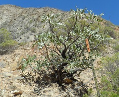 Pseudosmodingium virletii