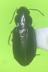 Selenophorus