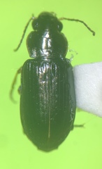 Selenophorus