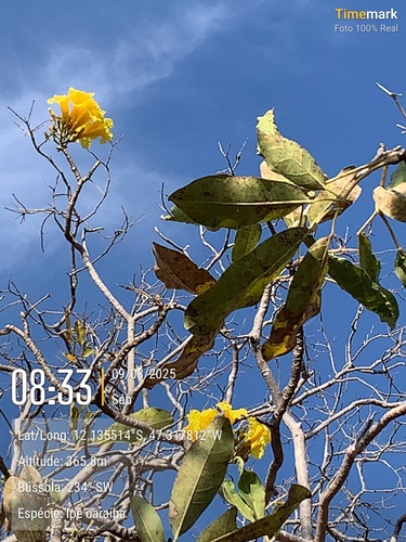 Yellow Trumpet-tree