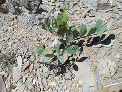 Pseudosmodingium virletii