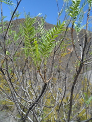 Pseudosmodingium andrieuxii