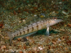 Parapercis lineopunctata