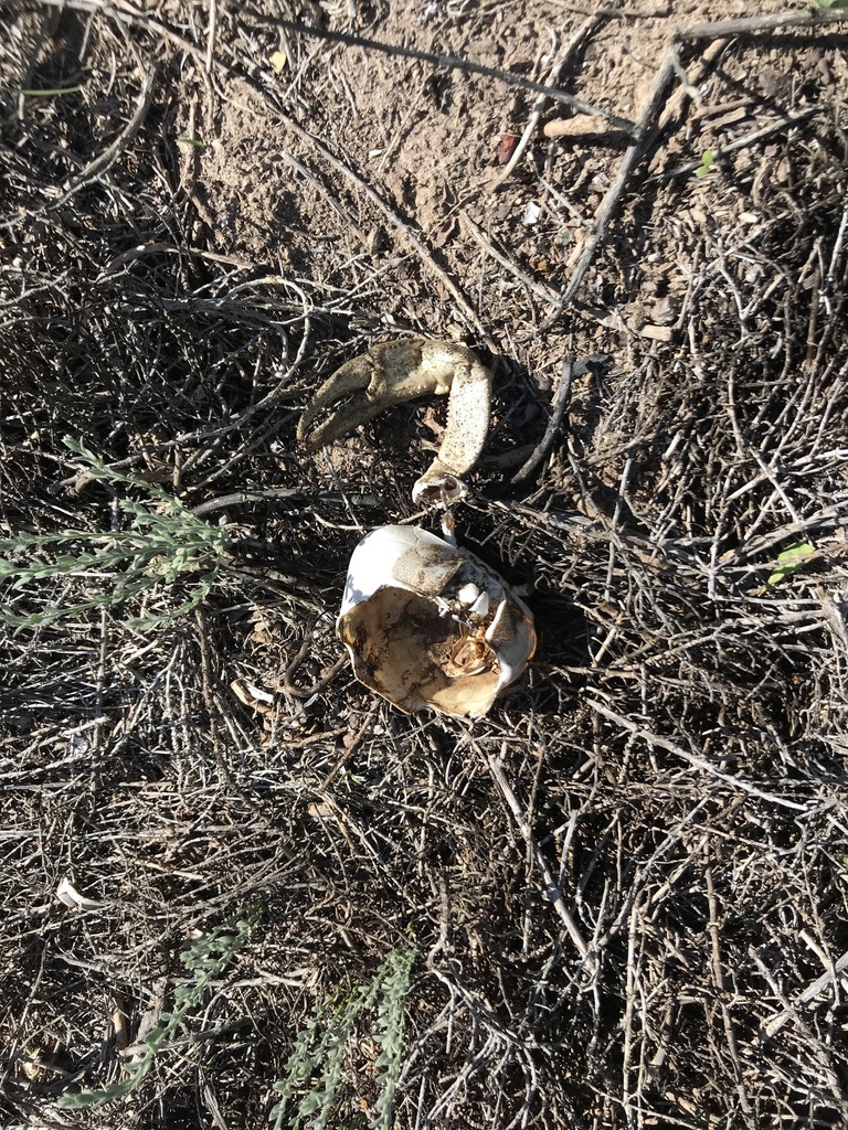 Mouthless land crab