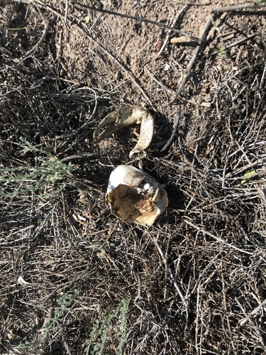 Mouthless land crab