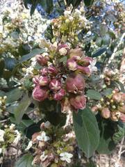 Clerodendrum tomentosum