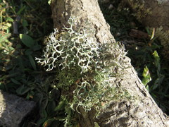 Pseudevernia