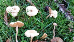 Agaricineae