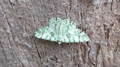 Aeolochroma hypochromaria