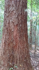 Eucalyptus pilularis