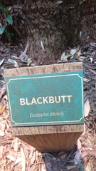Eucalyptus pilularis