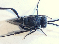 Szepligetella