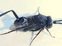 Szepligetella