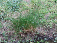 Juncus hesperius